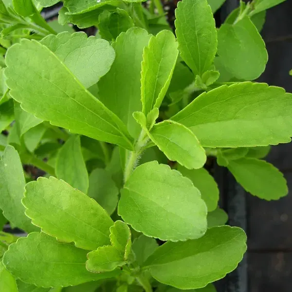 Stevia_Sweet_Tulshi_Plant_For_Home_Garden