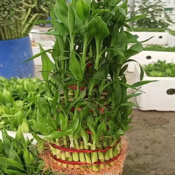Lucky_Water_Bamboo_Live_Plants_Huge_Circle_With_5_Layers