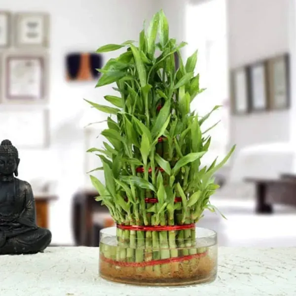Lucky_Water_Bamboo_Live_Plants_Huge_Circle_With_5_Layers