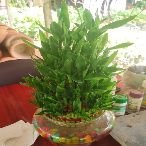 Lucky_Water_Bamboo_Live_Plants_Huge_Circle_With_5_Layers