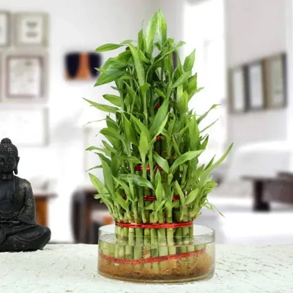 Lucky_Water_Bamboo_Live_Plants_Huge_Circle_With_5_Layers