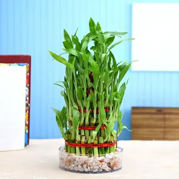 Lucky_Water_Bamboo_Live_Plants_Huge_Circle_With_5_Layers