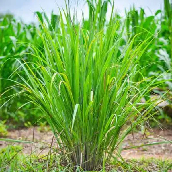 Lemon_Grass_Plant_For_Home_Garden