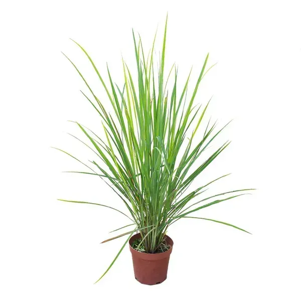 Lemon_Grass_Plant_For_Home_Garden