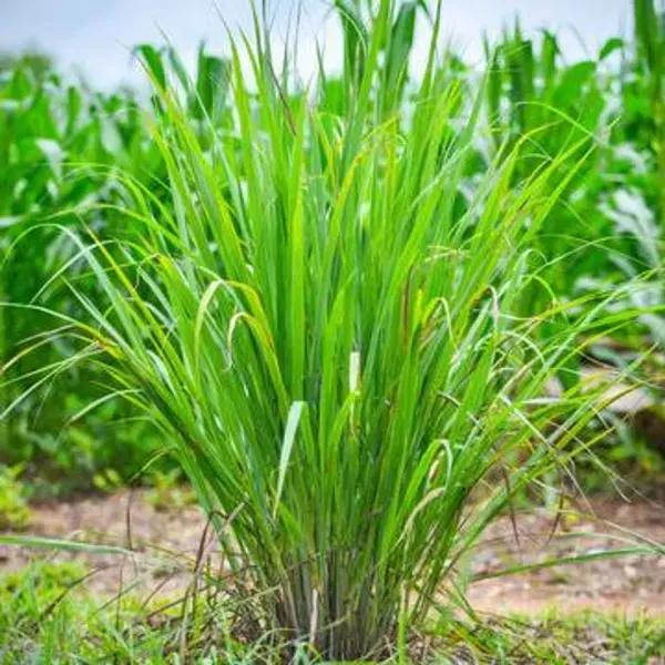 Lemon_Grass_Plant_For_Home_Garden