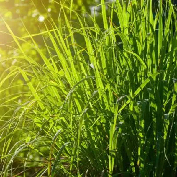 Lemon_Grass_Plant_For_Home_Garden