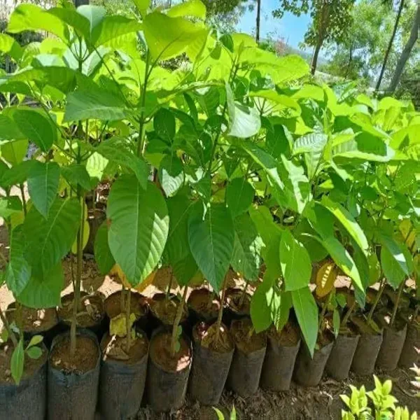 Kadamb_Flowers_Plant_Kadam_For_Home_Garden