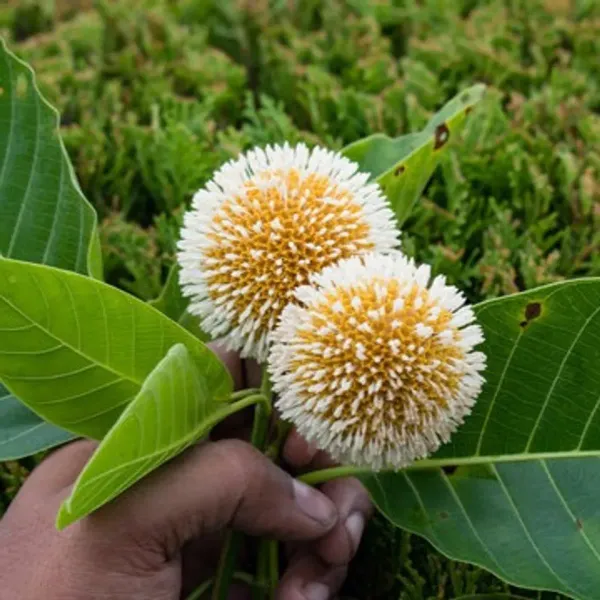 Kadamb_Flowers_Plant_Kadam_For_Home_Garden