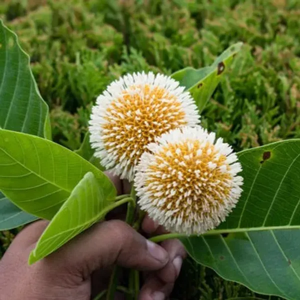 Kadamb_Flowers_Plant_Kadam_For_Home_Garden