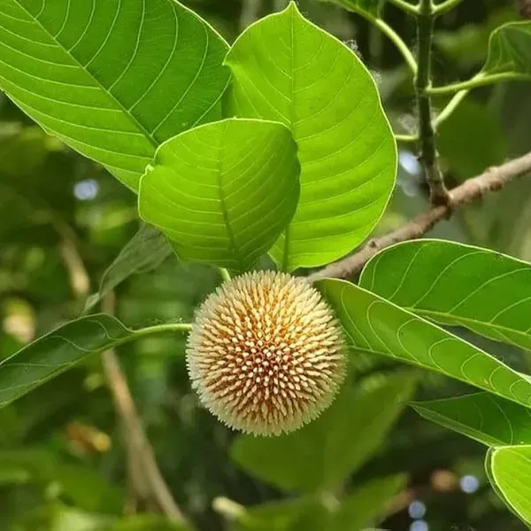 Kadamb_Flowers_Plant_Kadam_For_Home_Garden