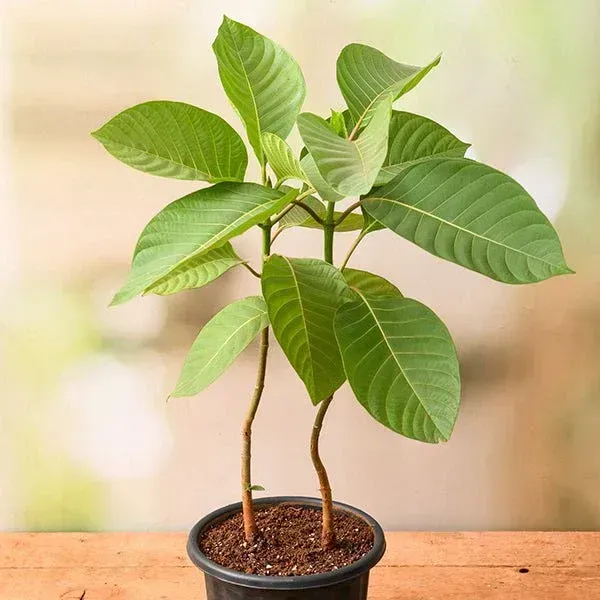 Kadamb_Flowers_Plant_Kadam_For_Home_Garden