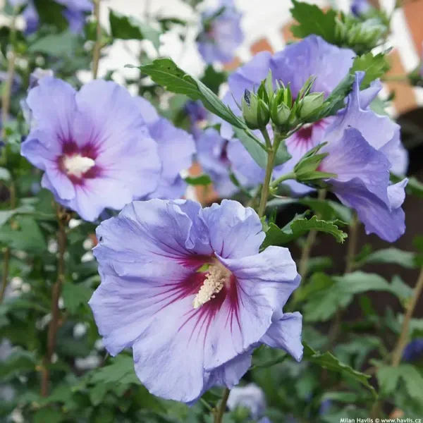 Blue_Bird_Hibiscus_Flower_Plants