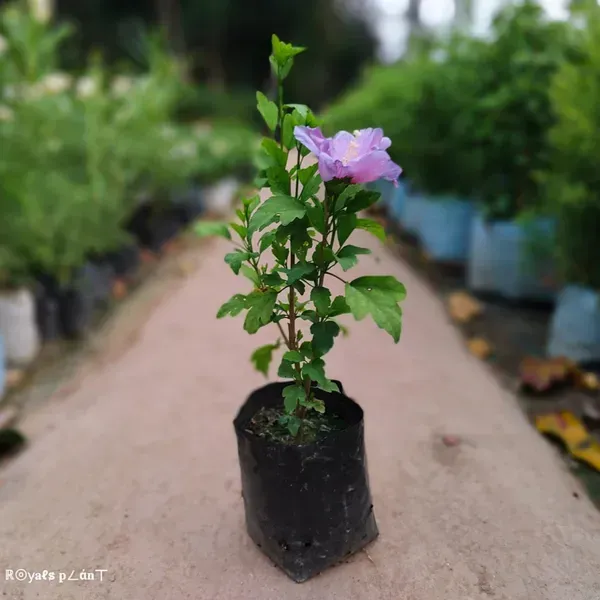 Blue_Bird_Hibiscus_Flower_Plants