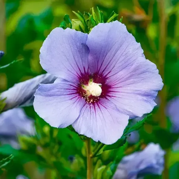 Blue_Bird_Hibiscus_Flower_Plants