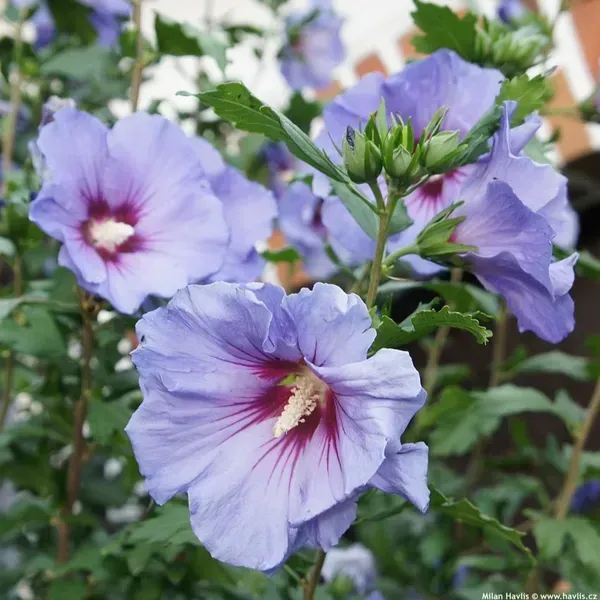 Blue_Bird_Hibiscus_Flower_Plants