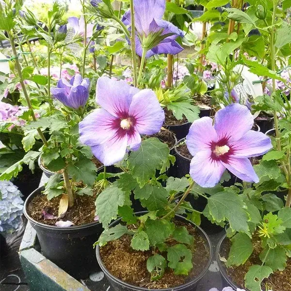 Blue_Bird_Hibiscus_Flower_Plants