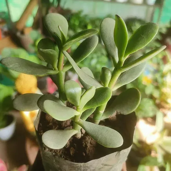 Crassula_Jade_Live_Sacculent_Plant