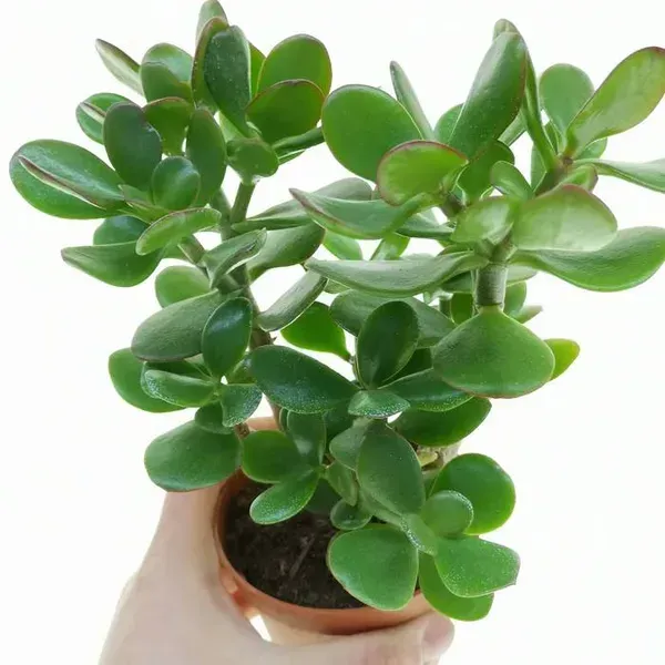 Crassula_Jade_Live_Sacculent_Plant