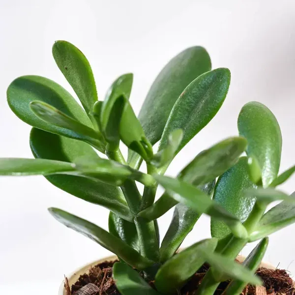 Crassula_Jade_Live_Sacculent_Plant