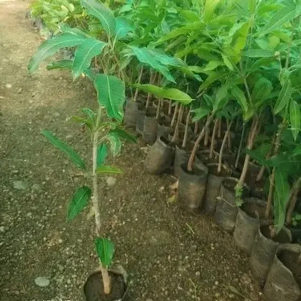Banganapalle_Mango_Grafted_Fruit_Plant