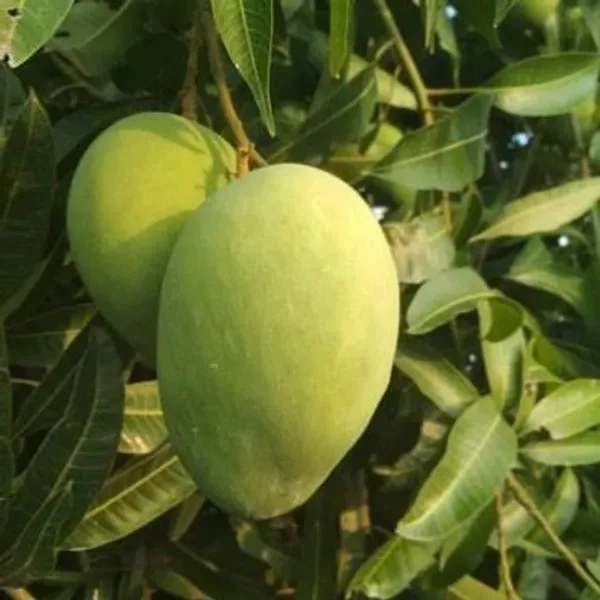 Banganapalle_Mango_Grafted_Fruit_Plant