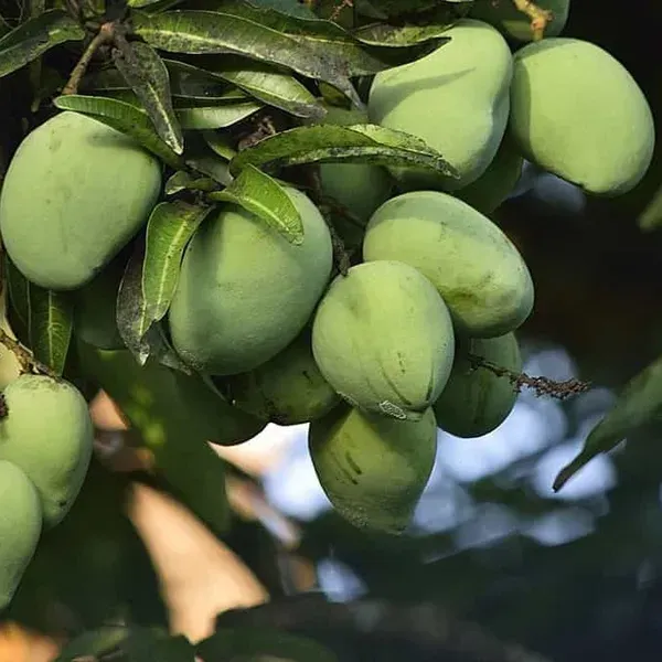 Banganapalle_Mango_Grafted_Fruit_Plant