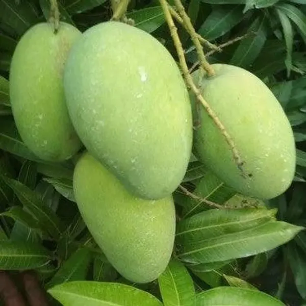 Banganapalle_Mango_Grafted_Fruit_Plant