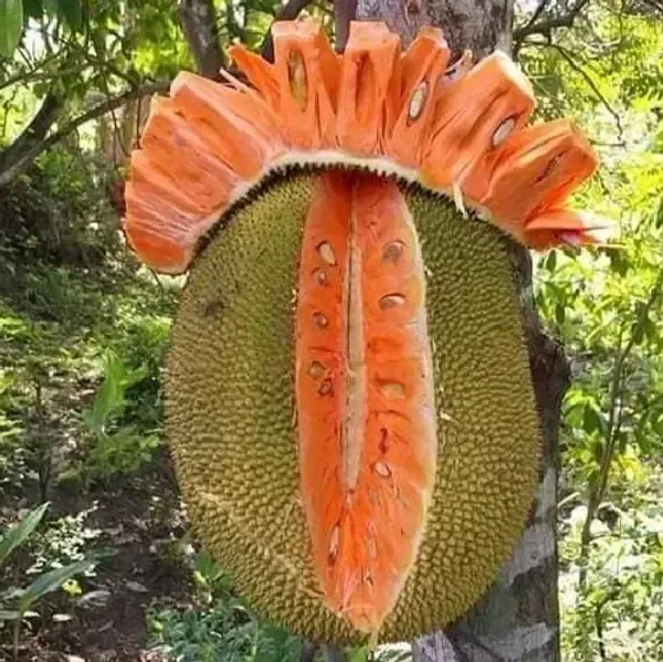 Siddhu_Jackfruit_Grafted_Hybrid_Fruit_Plant