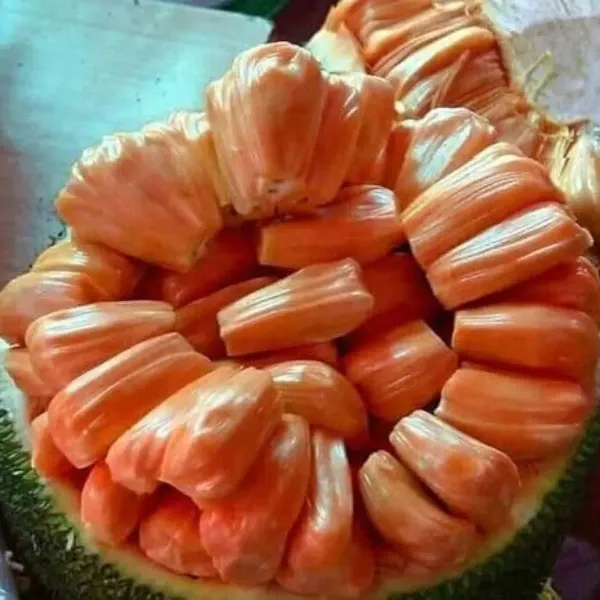 Siddhu_Jackfruit_Grafted_Hybrid_Fruit_Plant