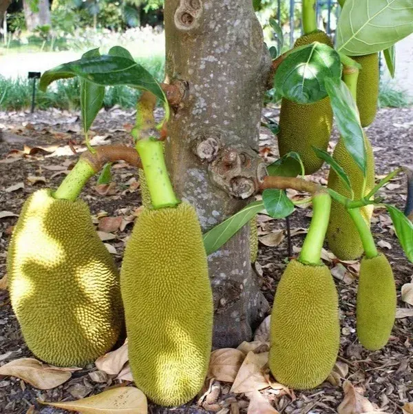 Siddhu_Jackfruit_Grafted_Hybrid_Fruit_Plant