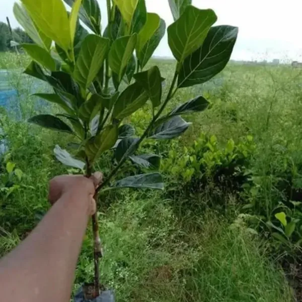Siddhu_Jackfruit_Grafted_Hybrid_Fruit_Plant