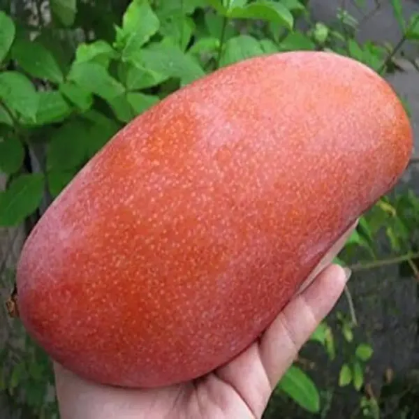 Red_Banana_Mango_Grafted_Fruit_Plant