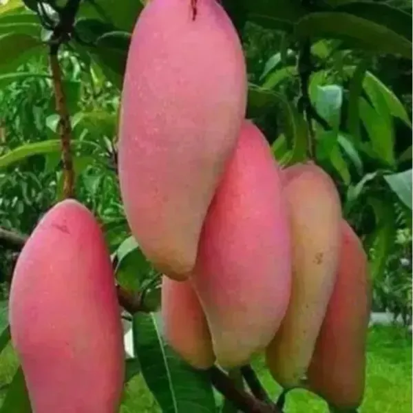 Red_Banana_Mango_Grafted_Fruit_Plant