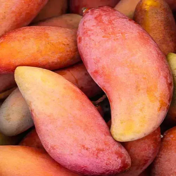 Red_Banana_Mango_Grafted_Fruit_Plant