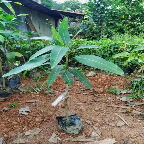 Red_Banana_Mango_Grafted_Fruit_Plant