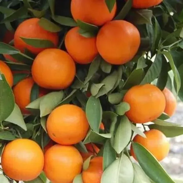 Darjeeling_Orange_Lemon_Fruit_Plant