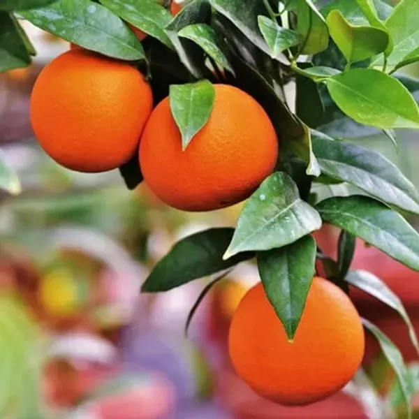 Darjeeling_Orange_Lemon_Fruit_Plant