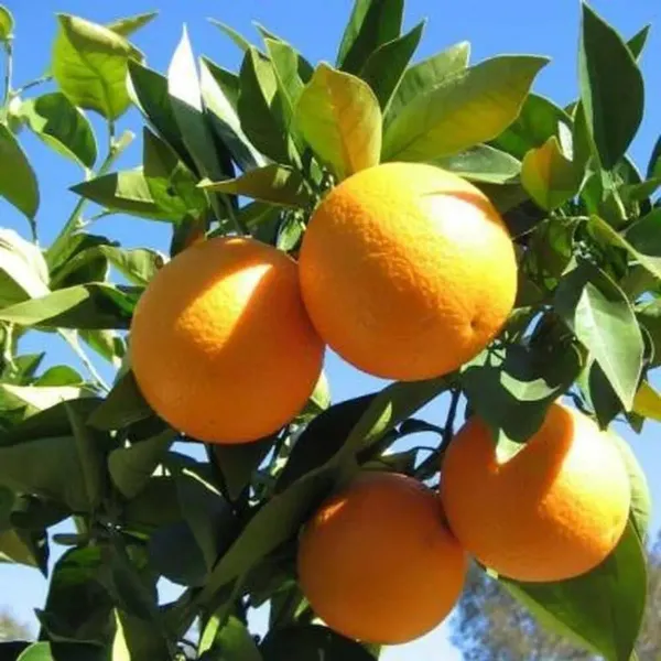 Darjeeling_Orange_Lemon_Fruit_Plant