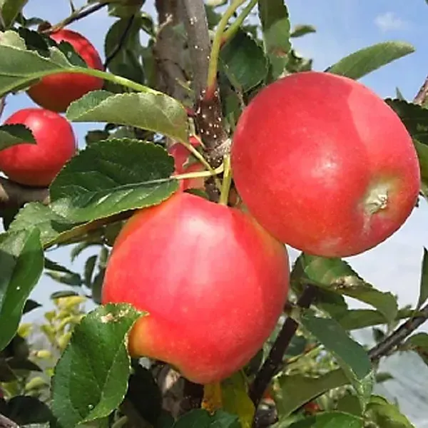 Apple_Hot_Climate_Hybrid_Grafted_Fruit_Plant