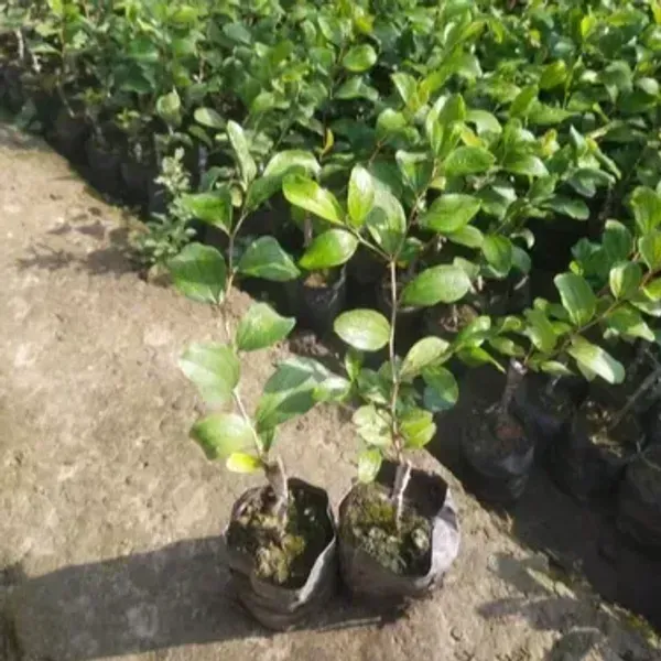 Apple_Hot_Climate_Hybrid_Grafted_Fruit_Plant