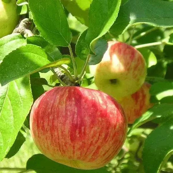 Apple_Hot_Climate_Hybrid_Grafted_Fruit_Plant