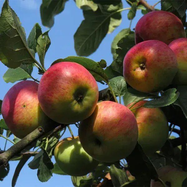 Apple_Hot_Climate_Hybrid_Grafted_Fruit_Plant