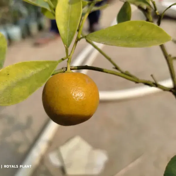 All_Time_Kamkot_Lemon_Fruit_Plant