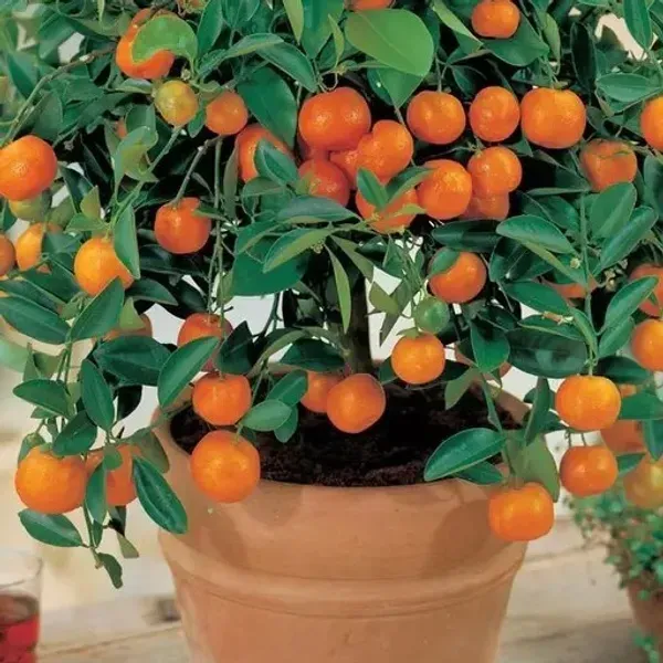 All_Time_Kamkot_Lemon_Fruit_Plant