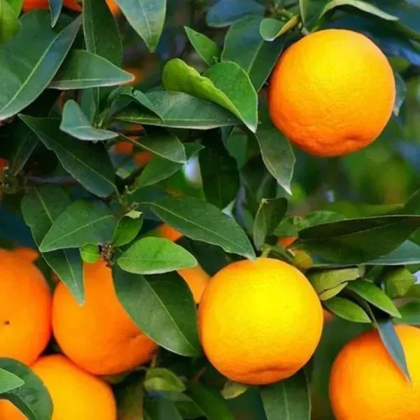 All_Time_Kamkot_Lemon_Fruit_Plant