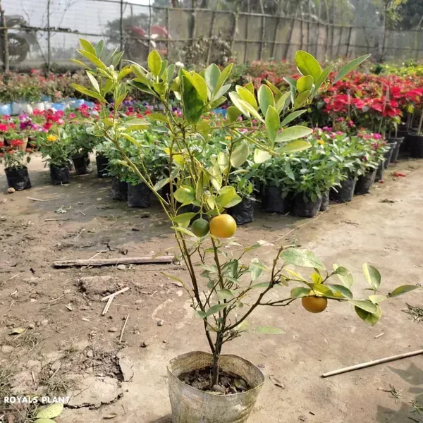 All_Time_Kamkot_Lemon_Fruit_Plant
