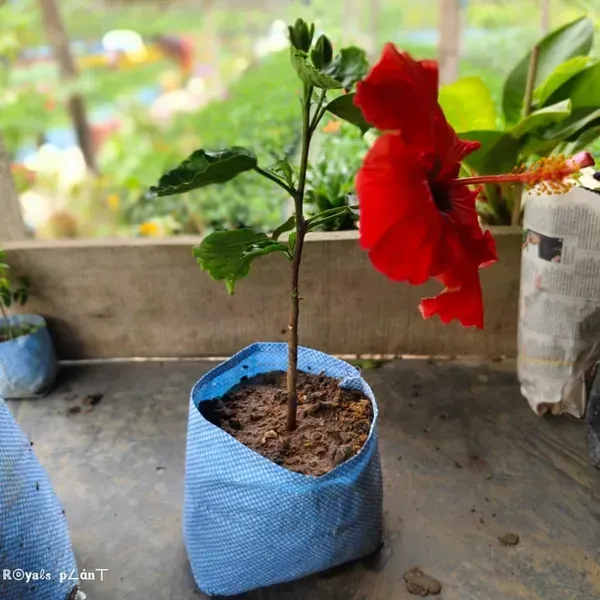 American_Variety_Hibiscus_Flower_Plant