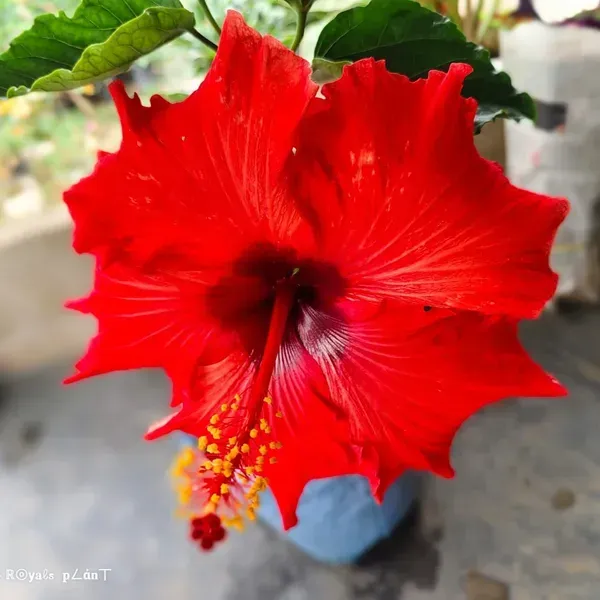 American_Variety_Hibiscus_Flower_Plant