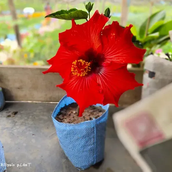 American_Variety_Hibiscus_Flower_Plant