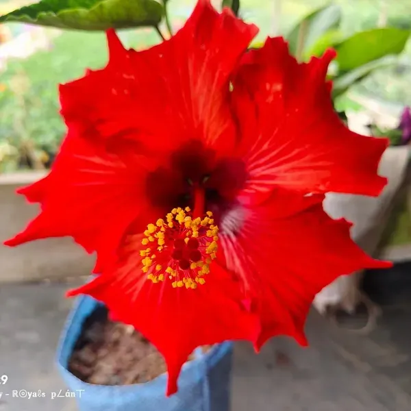 American_Variety_Hibiscus_Flower_Plant